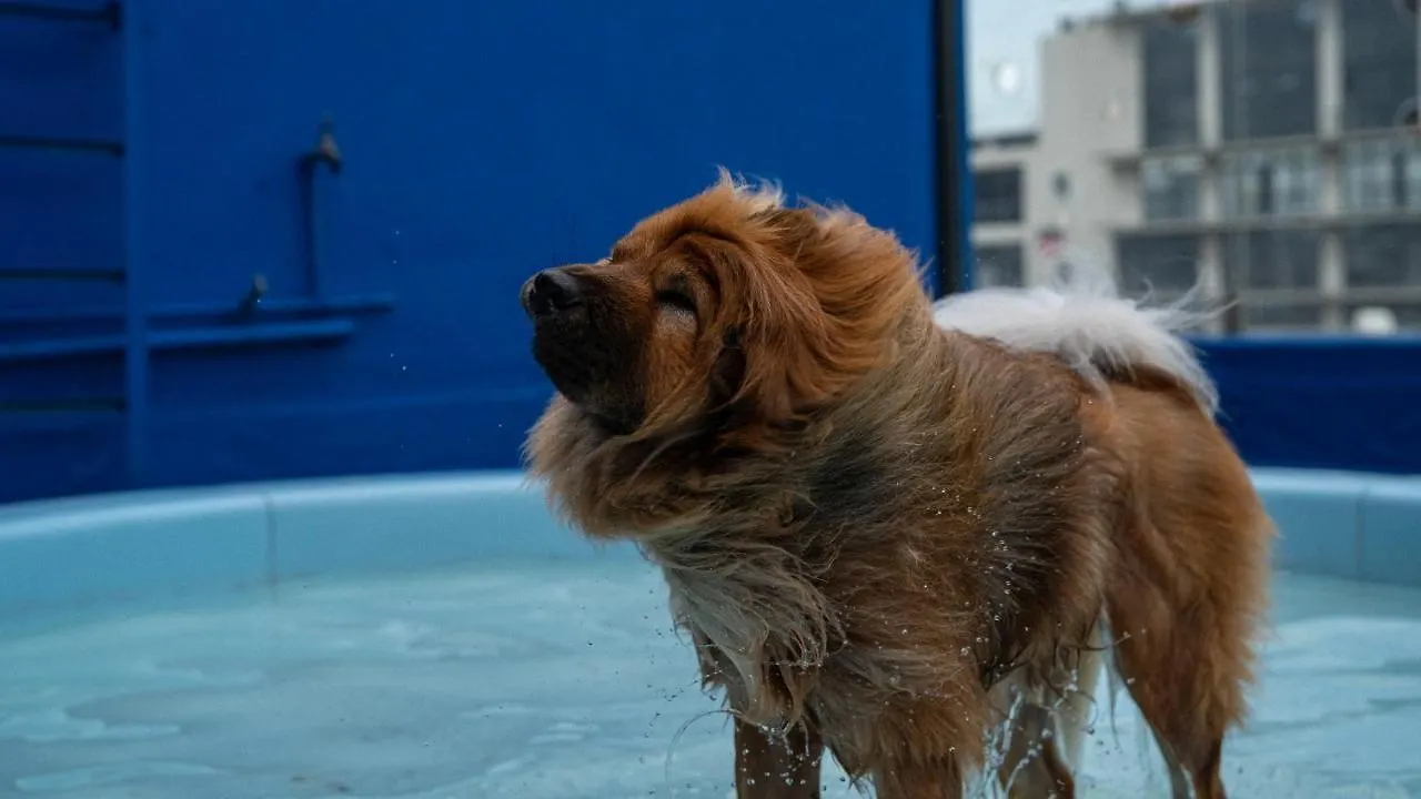 Superwoof Dog Hotel & Daycare Le Cap 5*,  Afrique du Sud