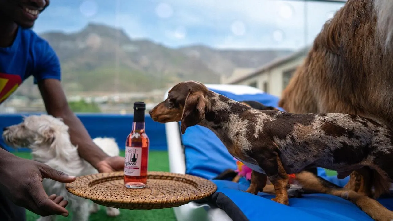 *****  Superwoof Dog Hotel & Daycare Le Cap Afrique du Sud